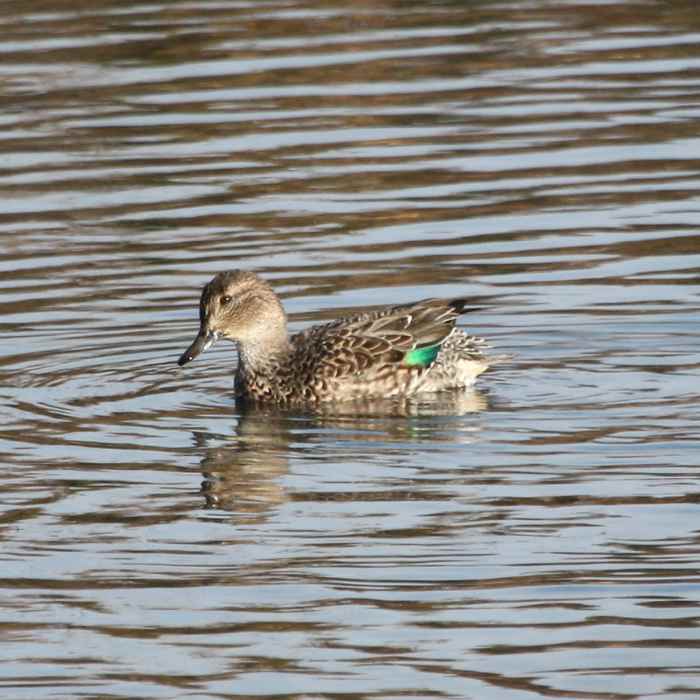 Green-winged Teal (Anas carolinensis) Near Scioto Audubon Metro Park