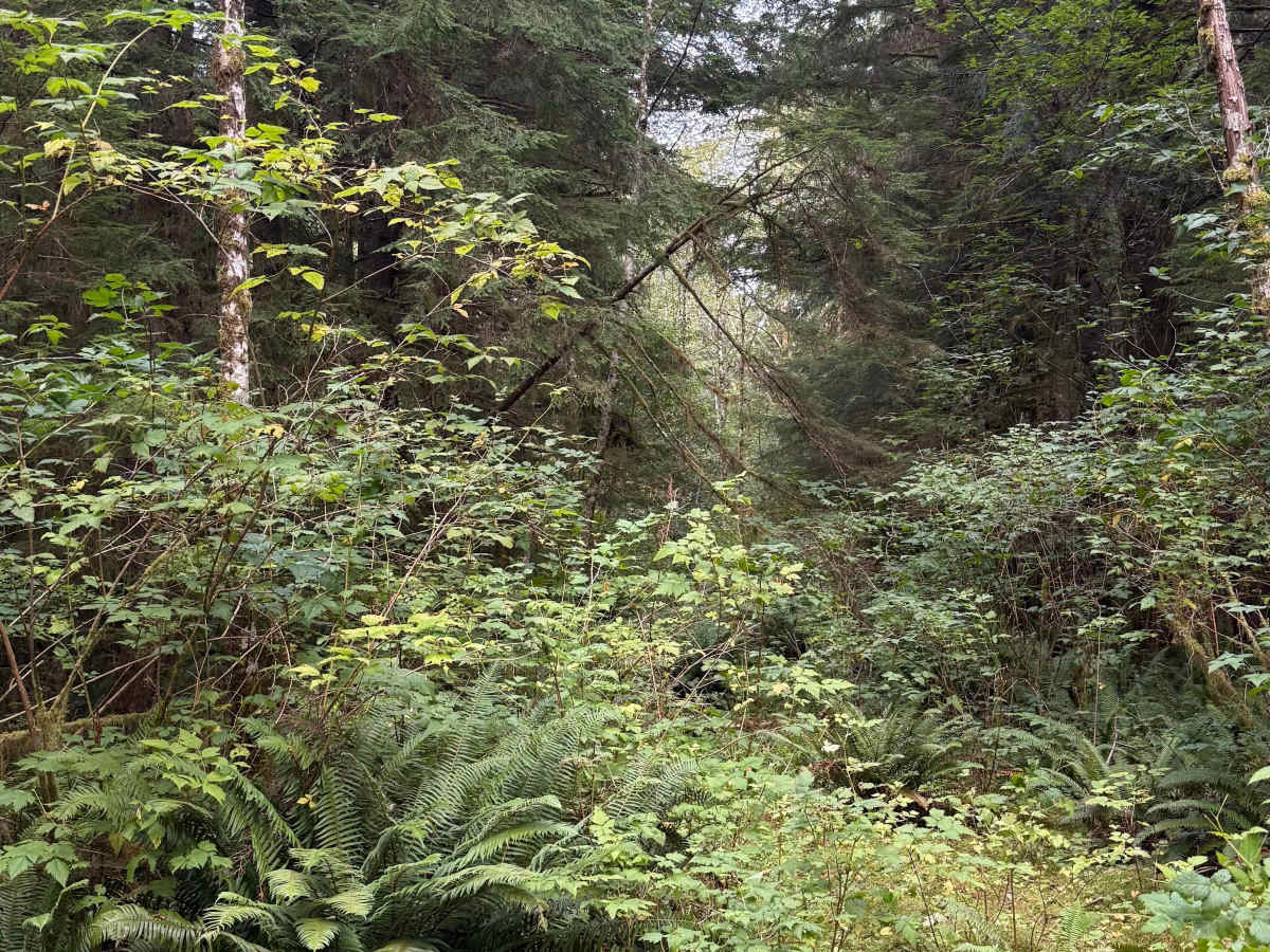 FS 2180011 photo 3