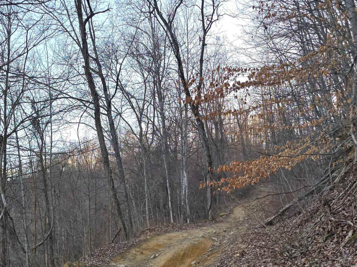 Buffalo Mountain photo 4