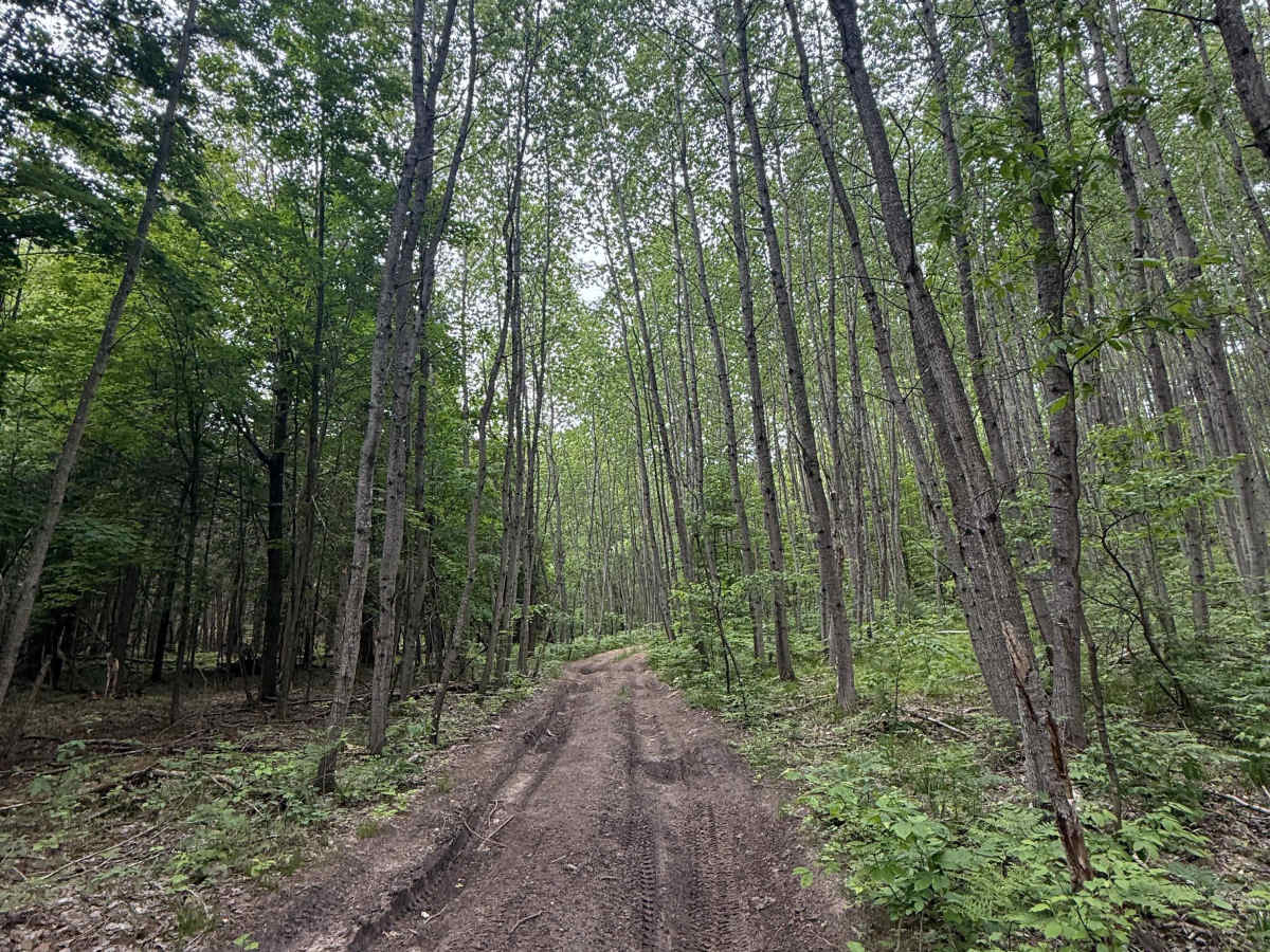 Lackey Trail South trail photo