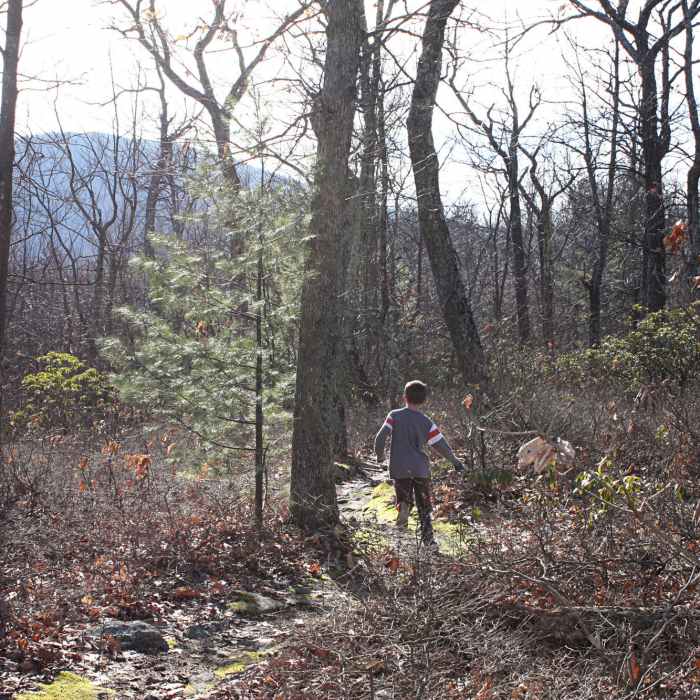 Near Coopers Gap Loop