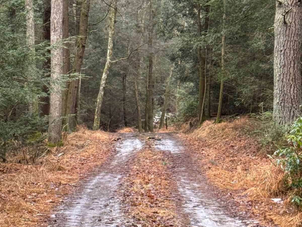 Pine Ridge Trail photo 3