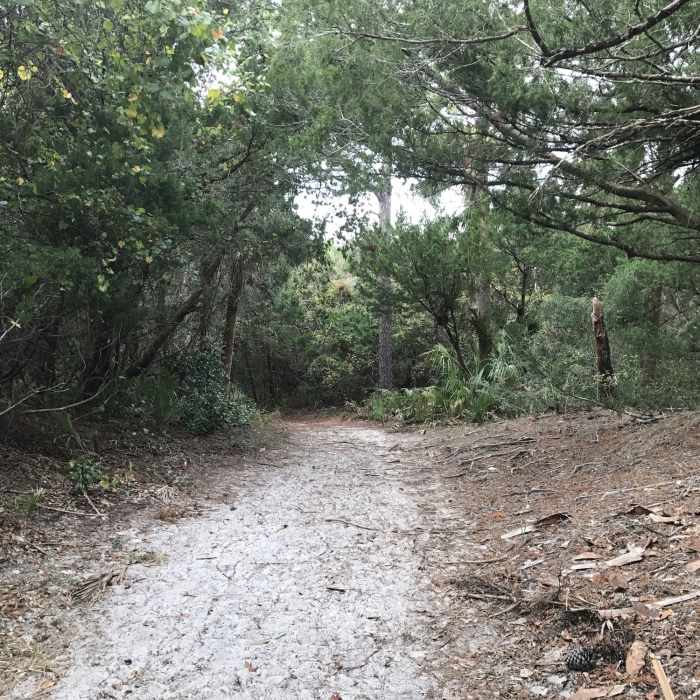 Near Dune Ridge Trail