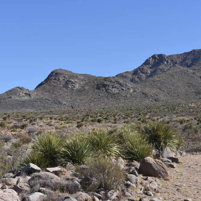 Near West Baylor Canyon Trail