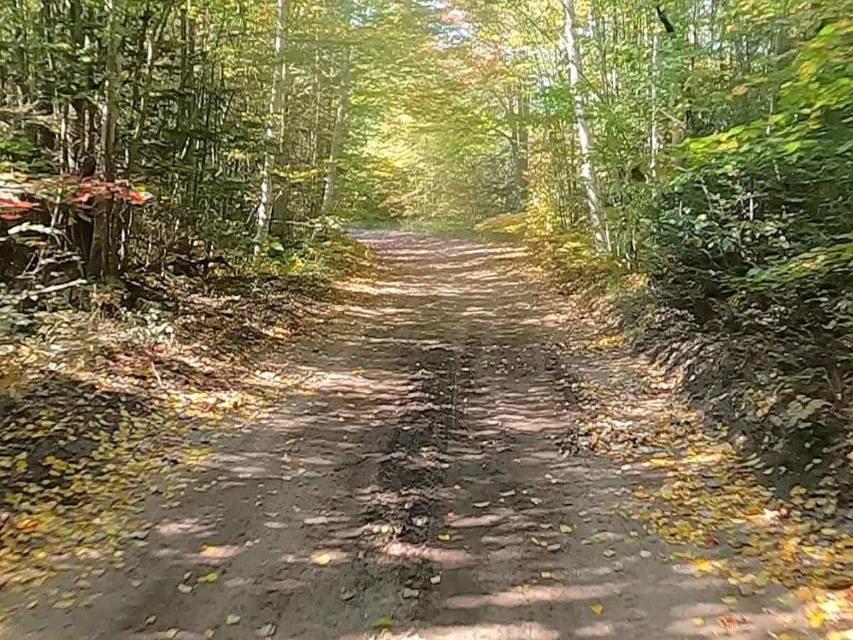 Hog Island Road - FS 3364 (ORV Route A)  photo 5