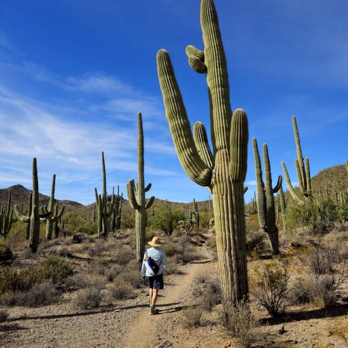 Near Gila Monster to Thunderbird