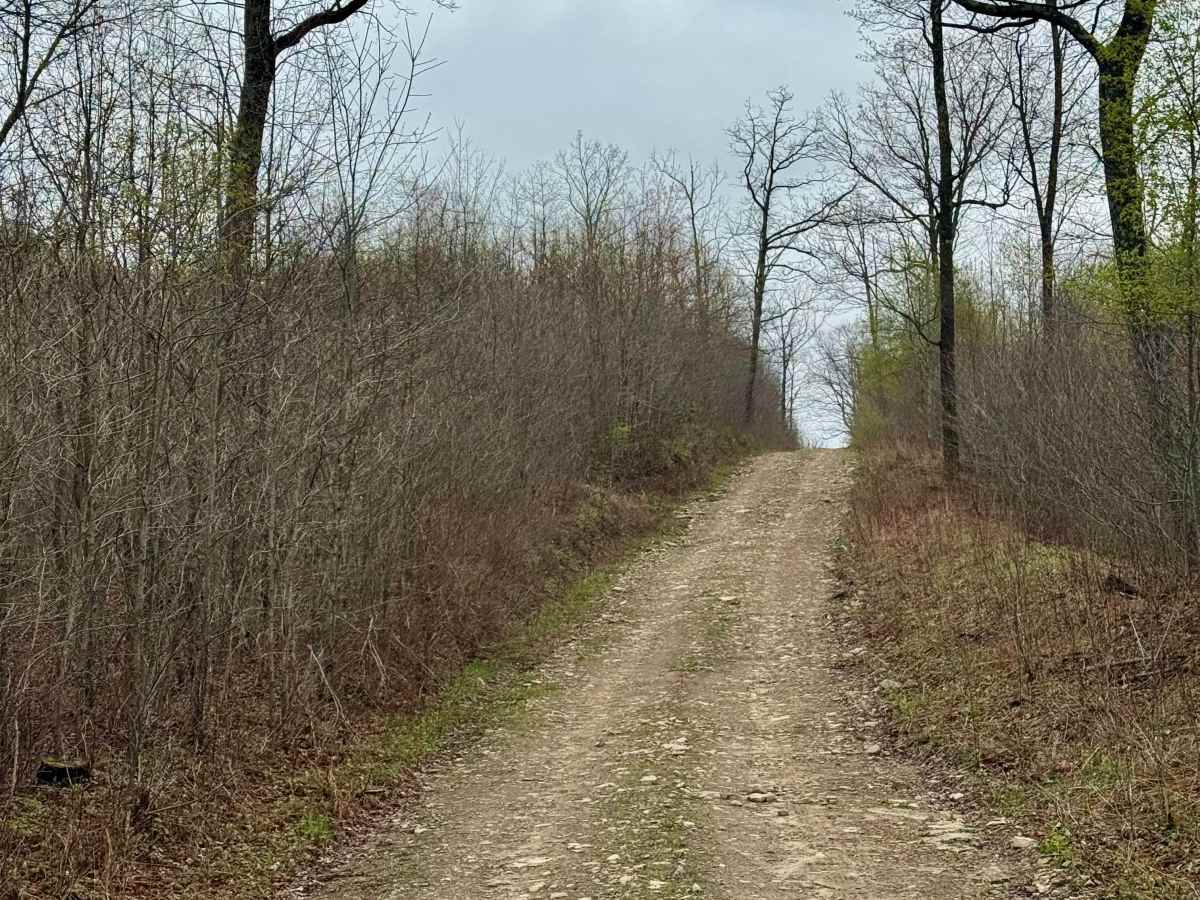 Dug Road photo 5