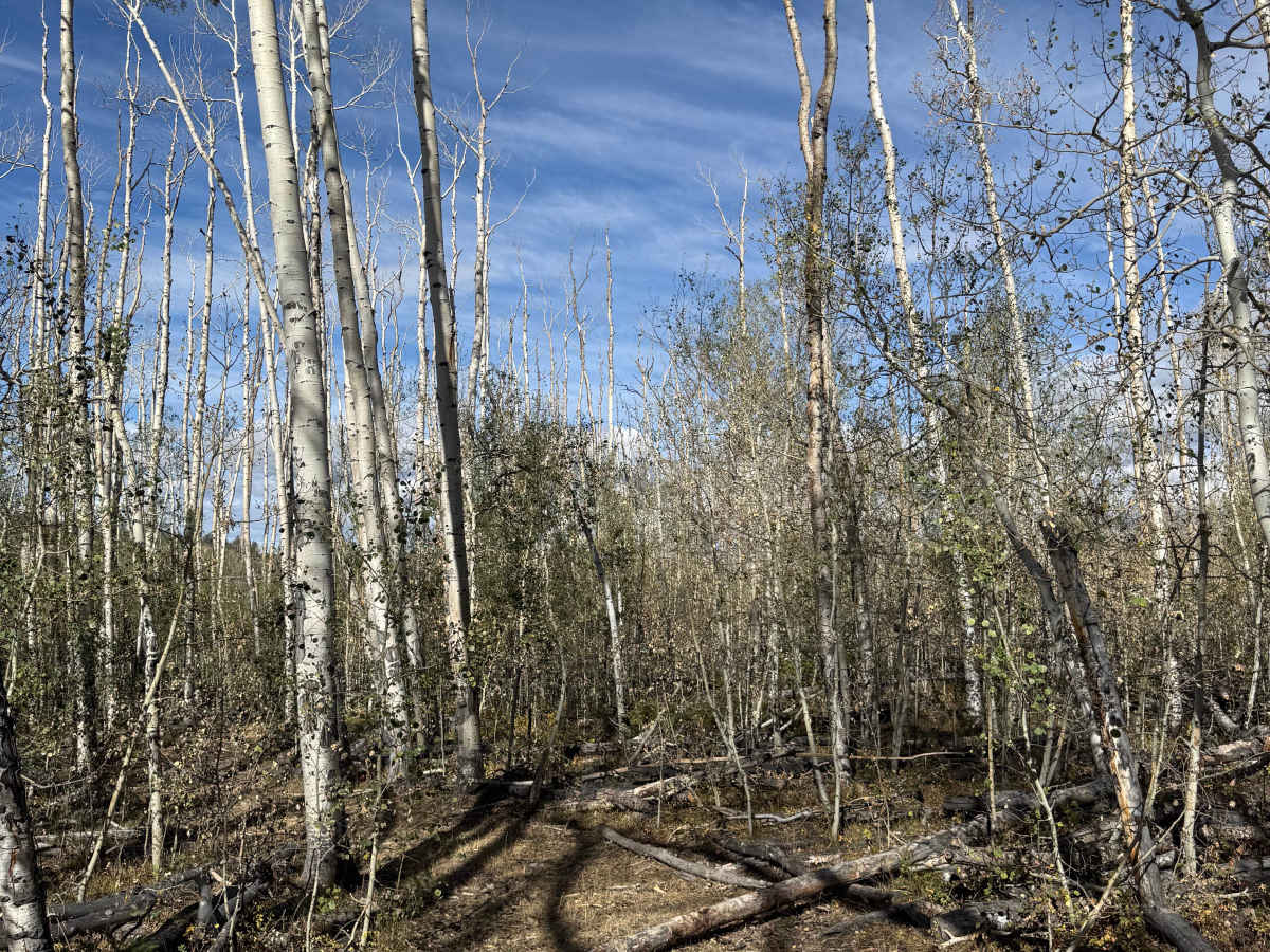 East Fork Spur 2 photo 2