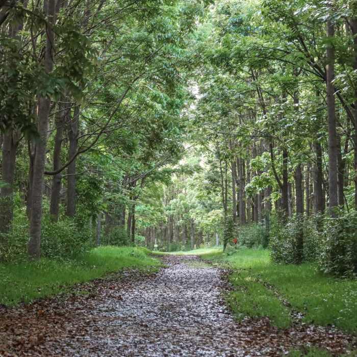 Near Stone Dam via Wai Koa Trail