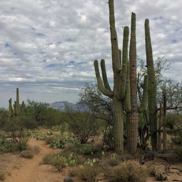 Near Cholla Trail