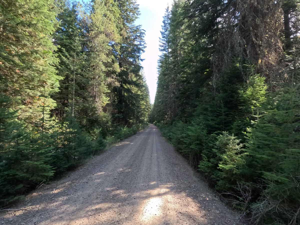 Upper West Branch - FS 1102 photo 3