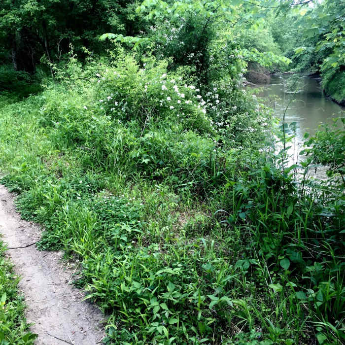 Near Ashton/Clear Creek Natural Surface