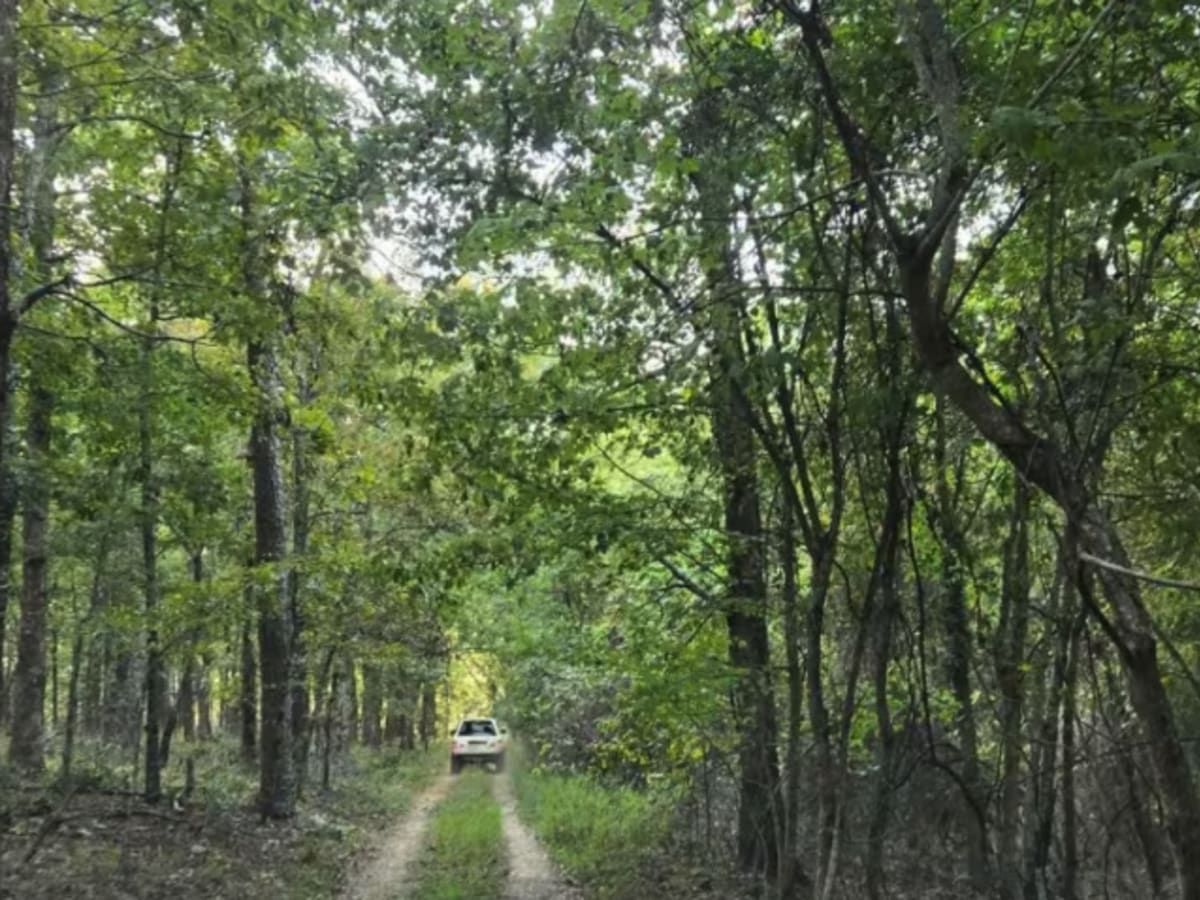 Bill's Branch Road photo 4