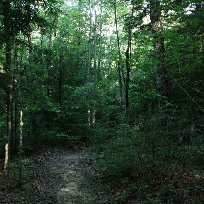 Near Sheltowee Trace NRT - Section 24 Central to Suspension Bridge