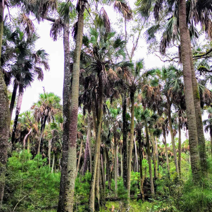 Near Cathedral of Palms Loop
