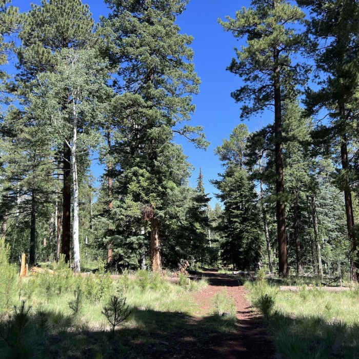 Near Viewpoint Trail