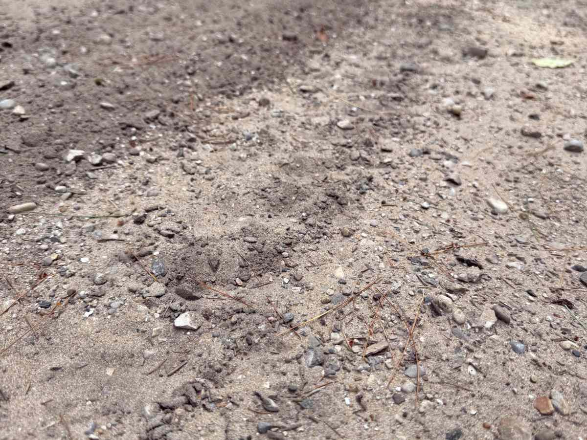 TR Trail photo 2