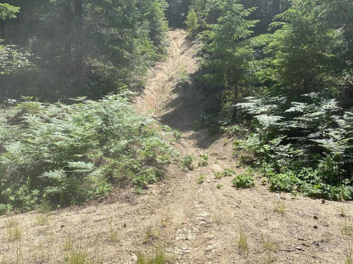 Elderberry Dead End photo 5