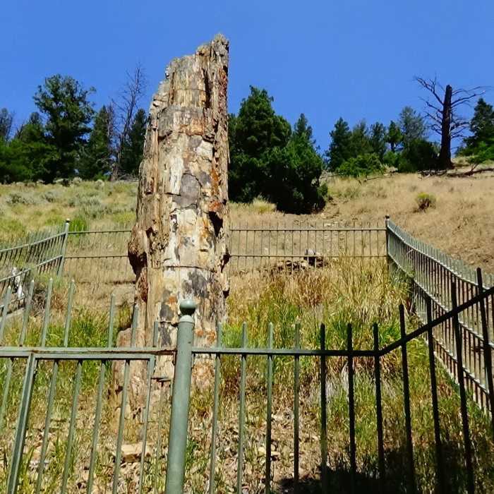 Petrified Tree at Tower Junction, WY. Near Lost Lake Trail
