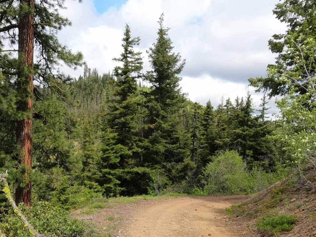 Iron Creek - Blewett Tie - NF9714-113 photo 4