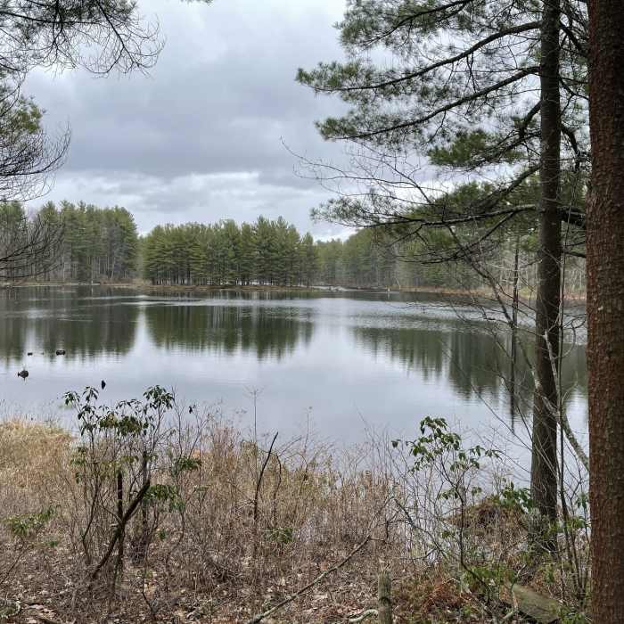 Near Wildlife Pond Loop Trail