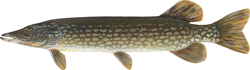 Northern pike