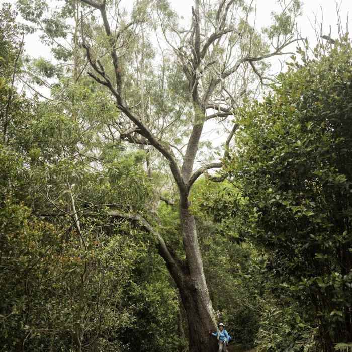 KokeeCanyonRimLoop Near Alakai Swamp Out and Back