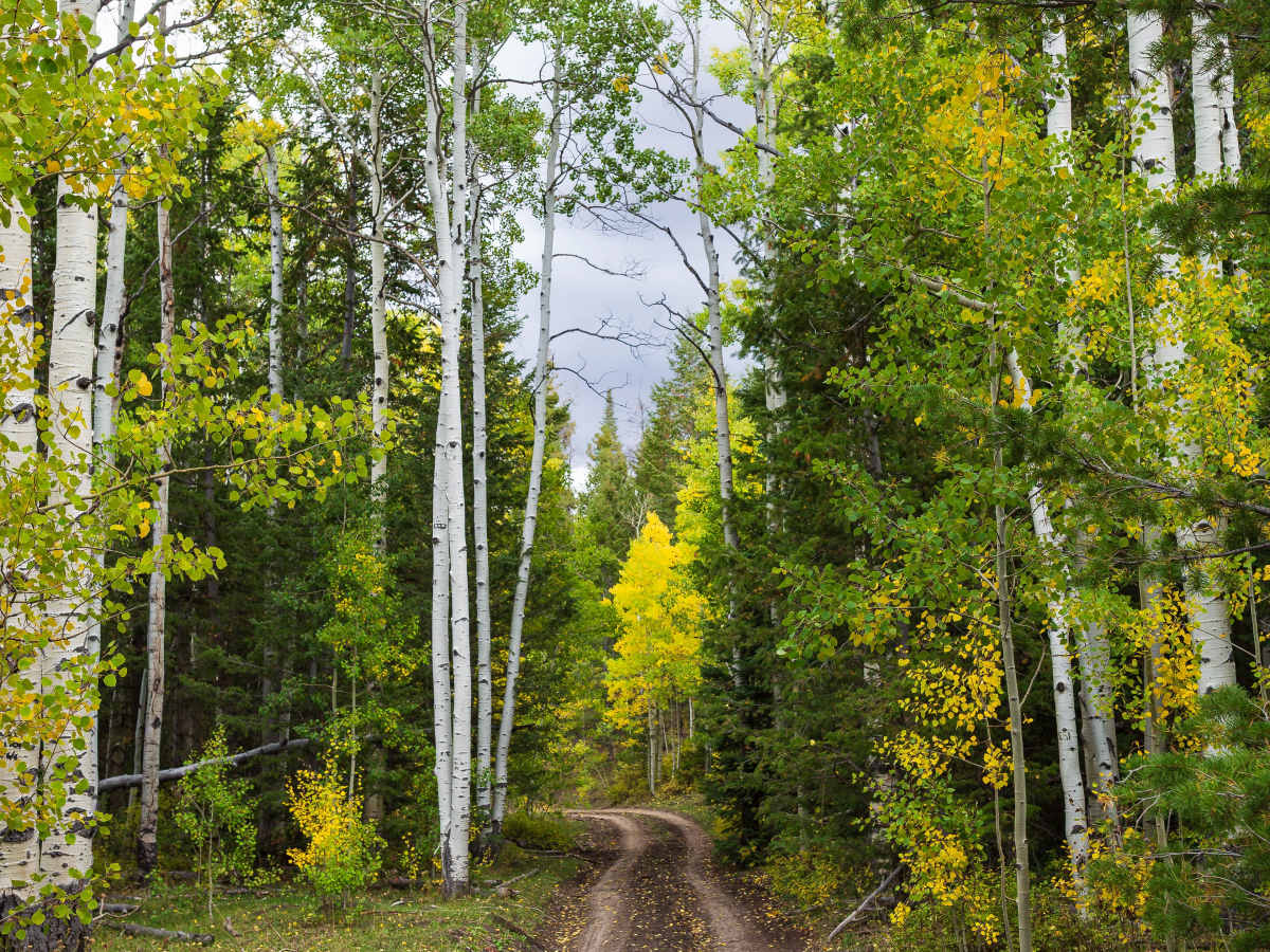 Water Hollow - FS 10168 trail photo