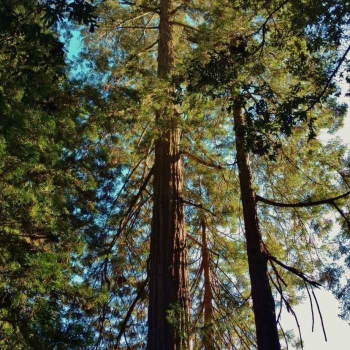 Oak Ridge Trail | Hiking Trail Maps, Difficulty, Trail Status | onX