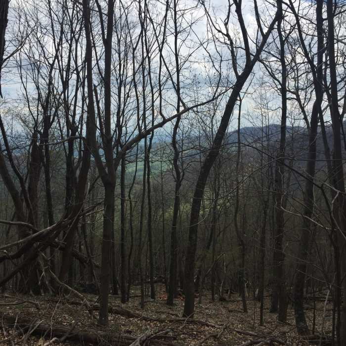 Near Stony Mountain Trail