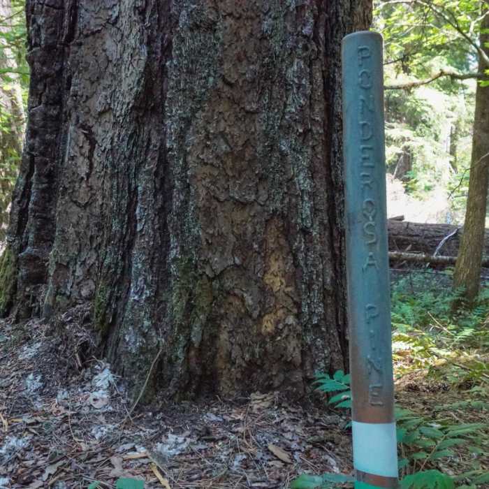 Near Pearsoney Falls Nature Trail
