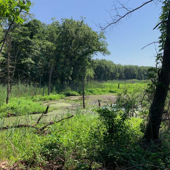 Near Cowles Bog Trail