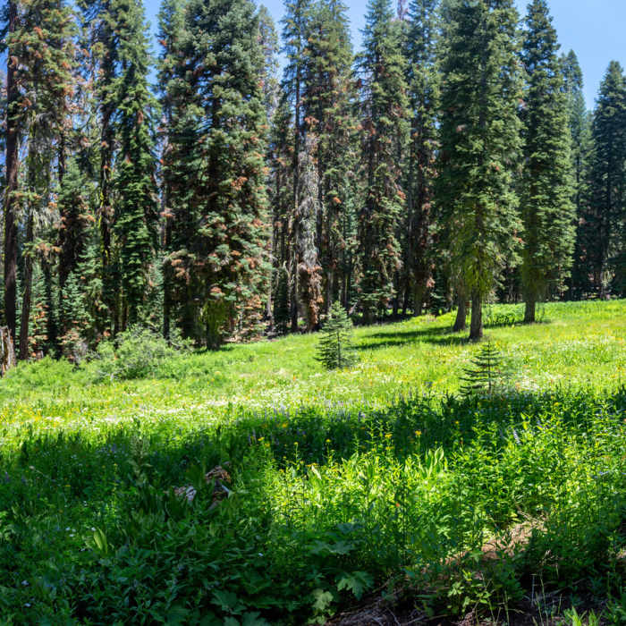 Near Deer Camp Bypass to Southern Yosemite