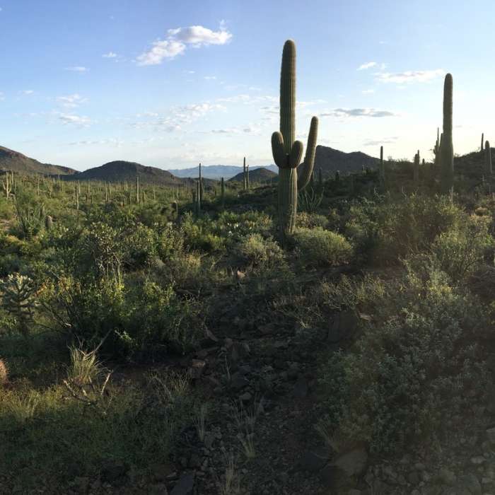 Near Ironwood Forest