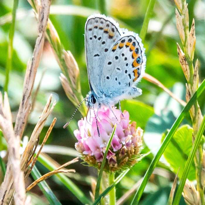 Near Minshall Trail to Stonewall Mine Loop Near Minshall Trail to Stonewall Mine Loop