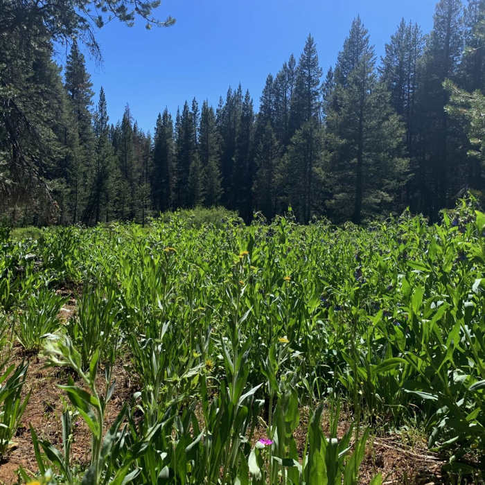 Near Golden Trout Wilderness Loop