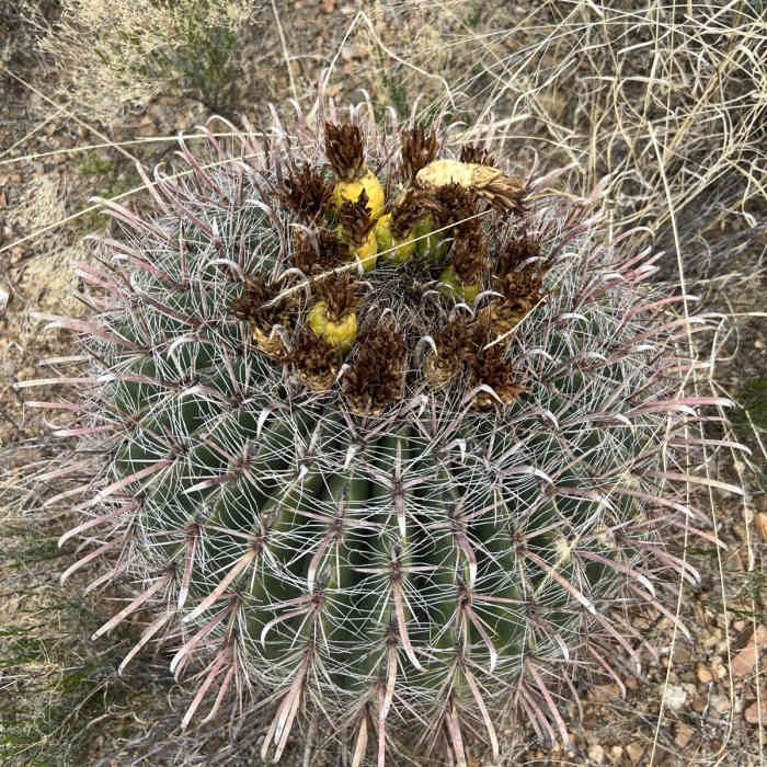 Near Arizona Trail Passage 7: Las Cienegas