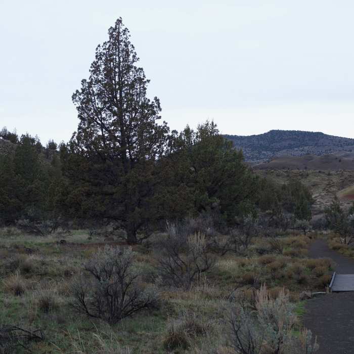 Near Leaf Hill Trail