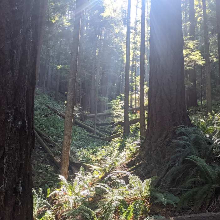 Near Hugo Peak Lookout