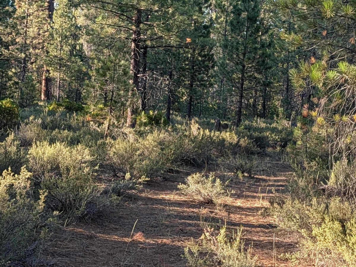 Rimshot - FS 41N21Y trail photo