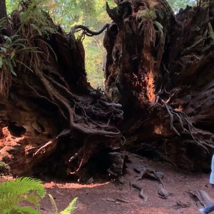 The underside of a fallen redwood can be as impressive as its standing fellows. Near Foothill Trail