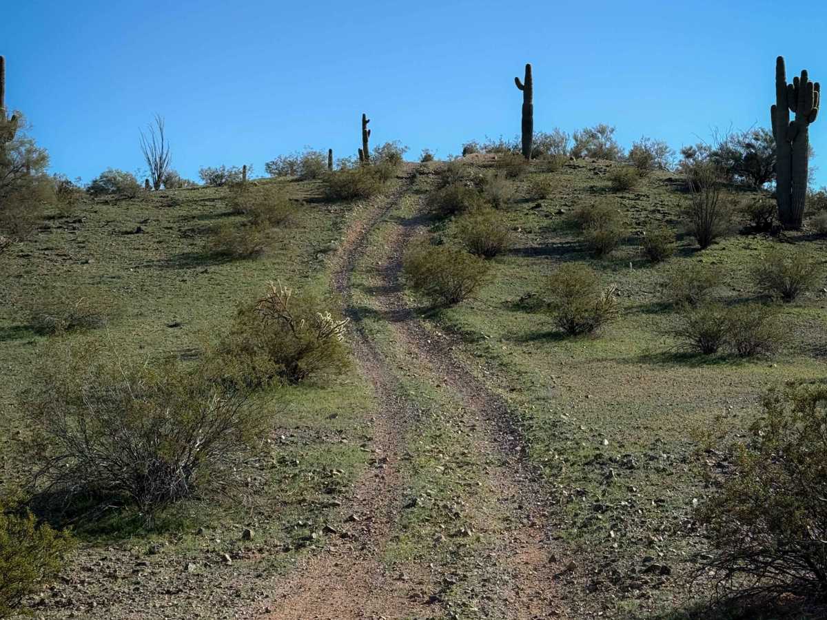 Saguaro Ridge  photo 4