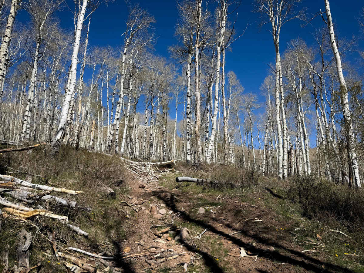 Upper 2 Mile ATV Trail  photo 4