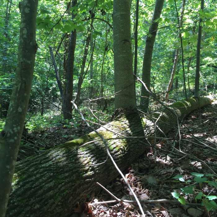 Near Bowman's Island Loop