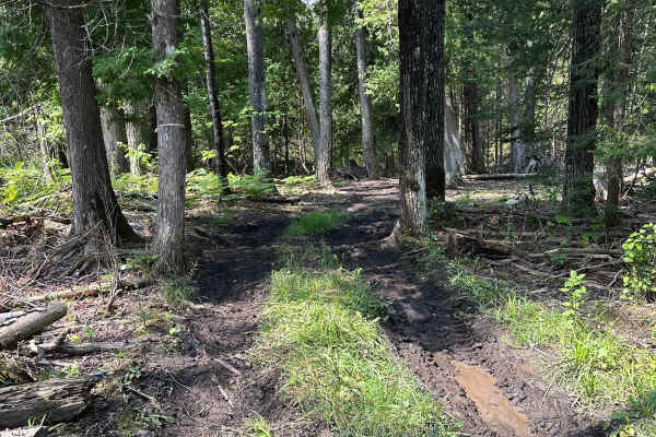 Short Mud
