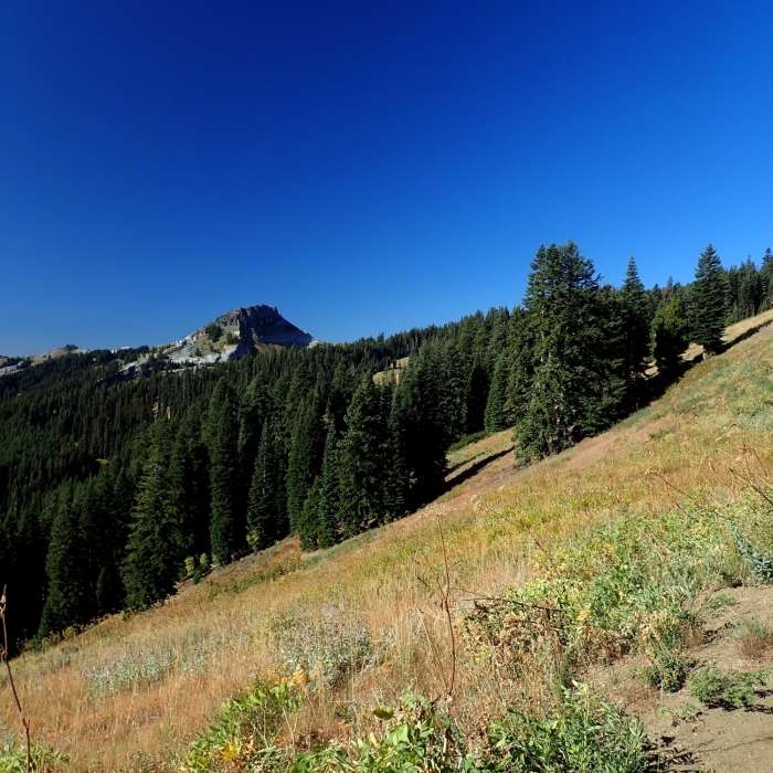 Near Box Camp Trail #5533