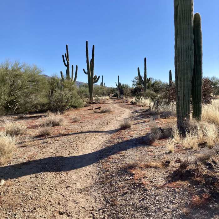 Near Shantz and Mica View Loop