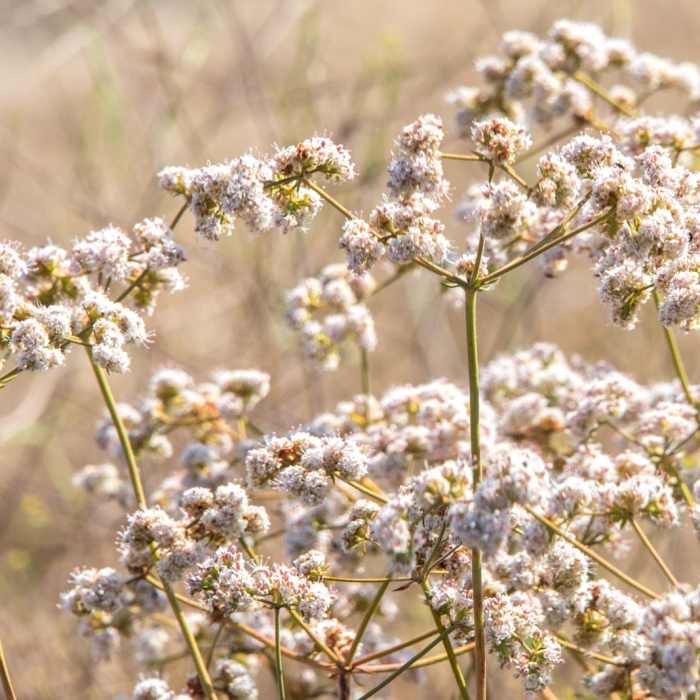Near Glider Port Trail to Black Mountain Near Glider Port Trail to Black Mountain