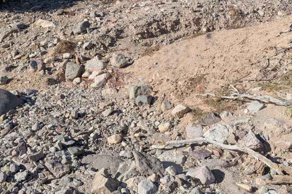 BLM 636 Cut Off