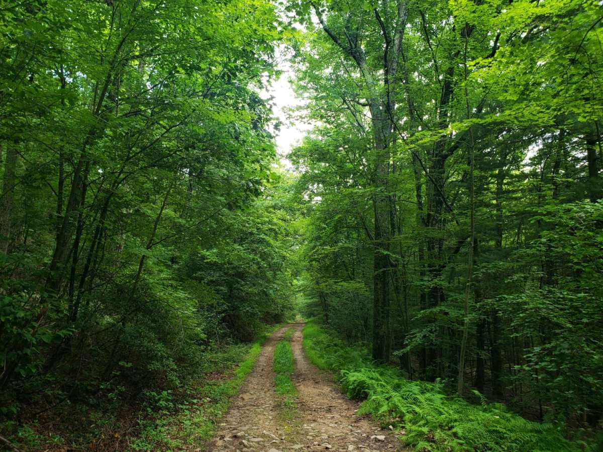 Strongs Mountain Trail photo 4